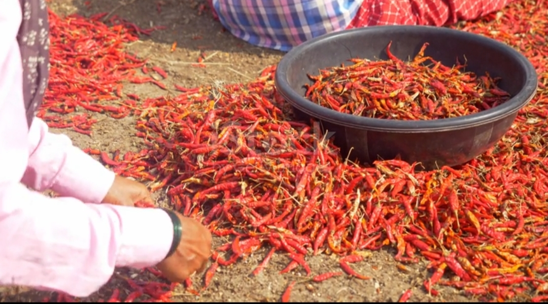 Farm to packaging journey